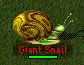 Giant Snail