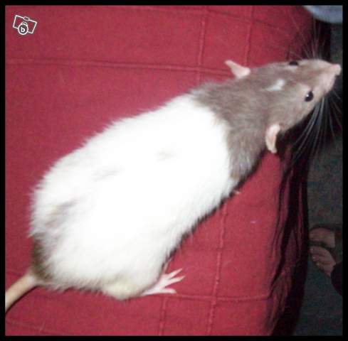 Recherche rat Mink (ou porteur) Nord 59 (+ covoiturage) 16124010