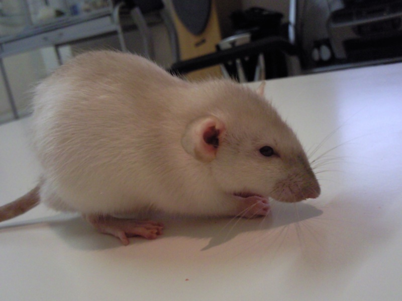 Mon new rat trop mimi !!! Photo043