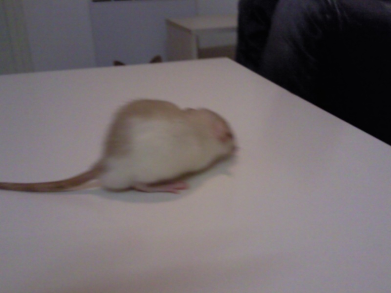 Mon new rat trop mimi!! Photo049