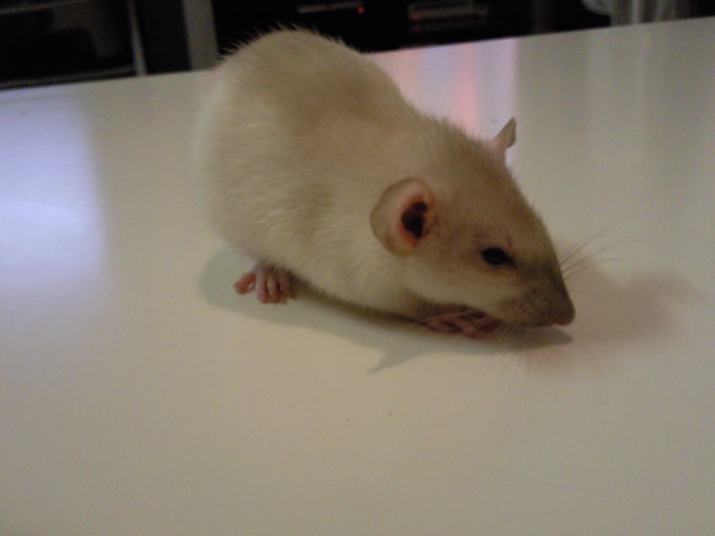 Mon new rat trop mimi!! Photo050