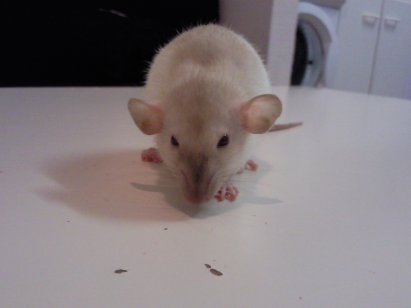 Mon new rat trop mimi!! Photo053