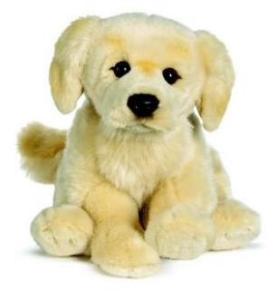 Breaking News: Picture of Signature Golden Retriever 30kpnv10