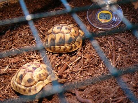Franklin Et Ariette