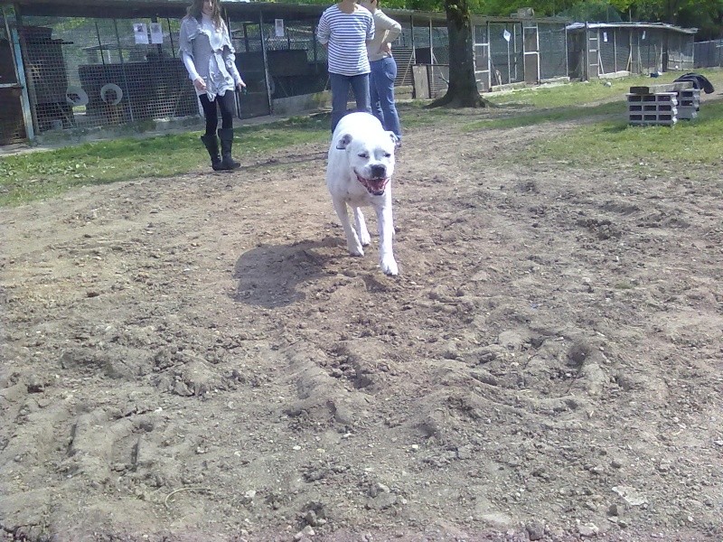 Snoopy, 10 mois, labrador sable, non lof, 250268500227191 - SPA de Gien 45 15052011