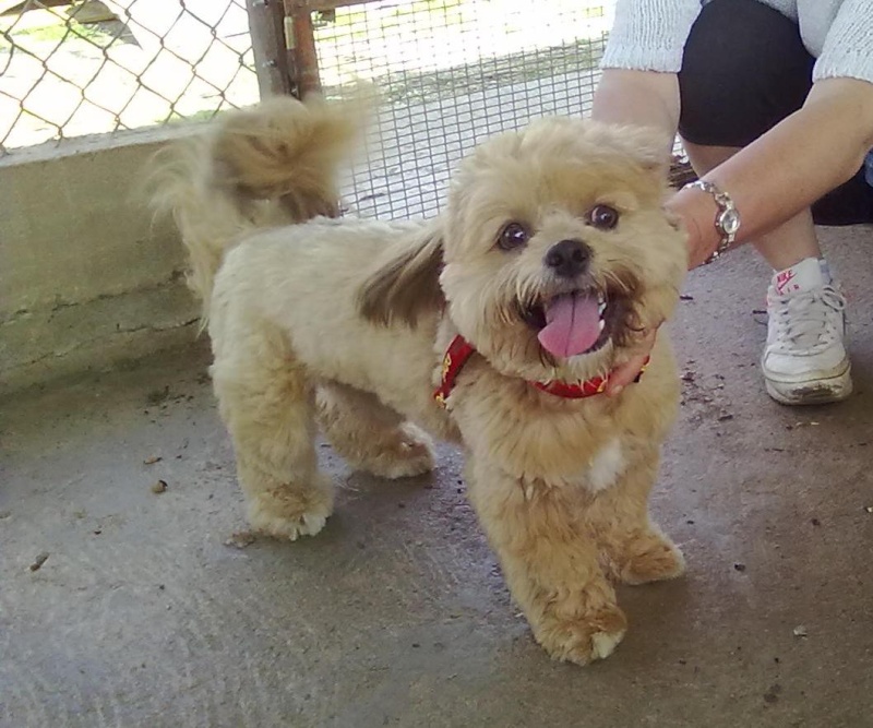 Elliott, 14 mois, lhassa apso - SPA de Gien (45) 19042011