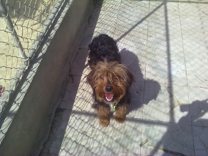 Eve, femelle x york non LOF, 7 mois, SPA de Gien (250 269 500 339 255) 22042013
