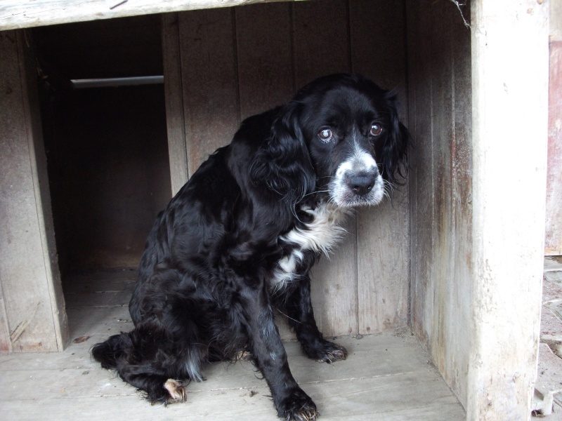 Fanette, épagneul breton, sauvée de la fourriere, 12 ans, elle attend sa famille Dscf5628