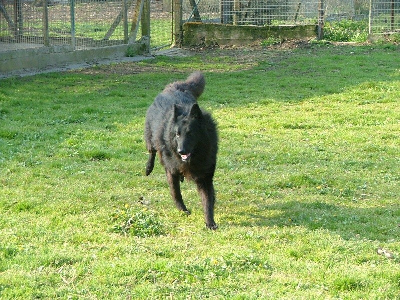 Lucky, magnifique groenendael, 3 ans SPA de Gien Dscf8613