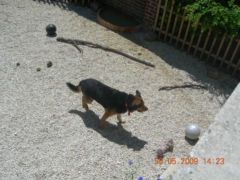 YOSHI, X beauceron né en 1999, a échappé de peu à l'eutha... Dscn2717