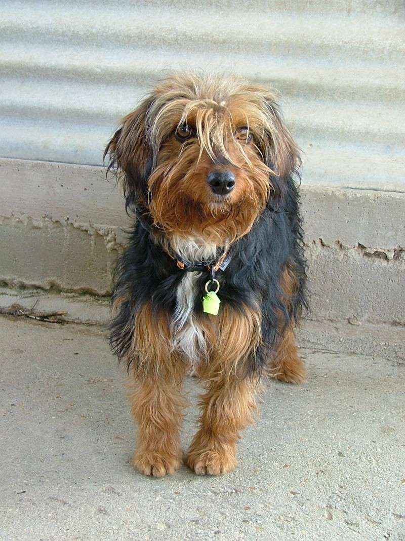 Eve, femelle x york non LOF, 7 mois, SPA de Gien (250 269 500 339 255) Eve110