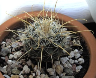 Encore une identification cactus SVP - Ferocactus hamatacanthus Parodi11