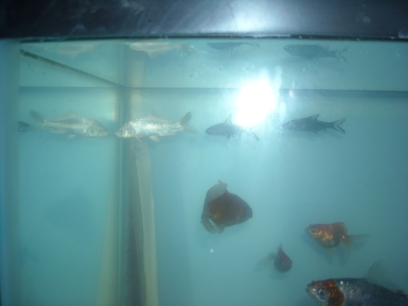 Some updated shots of my goldfish tank Dscn0511