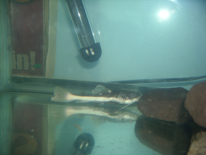Some updated shots of my goldfish tank Dscn0512