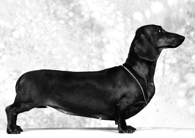 Dachshund - Jazavicar 57103310