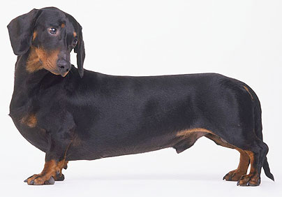 Dachshund - Jazavicar Aggres10