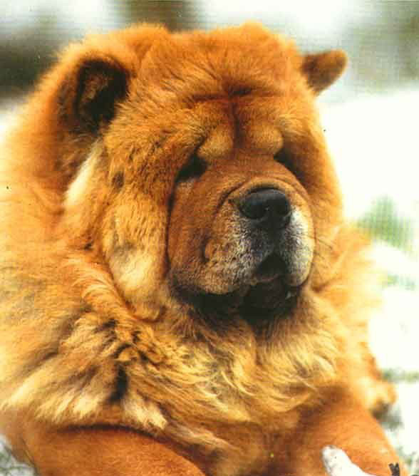 Cau Cau  (Chow-Chow) Chow1210