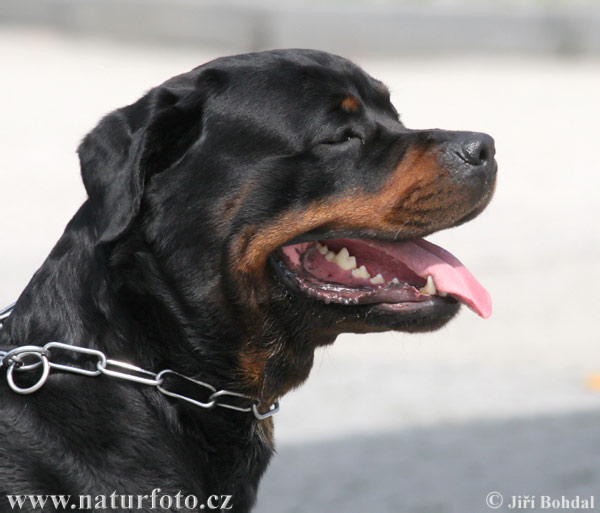 Rottweiler-Rotvajler Rottwe12