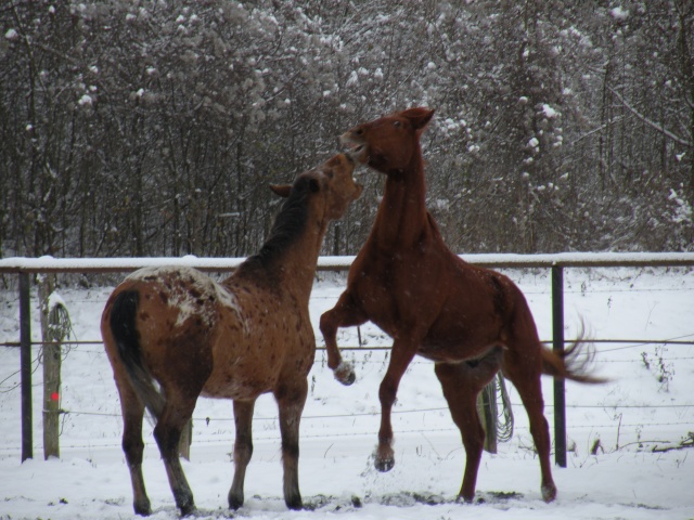 CONCOUR PHOTO: Les chevaux s'amusent... - Page 2 Dscn2311