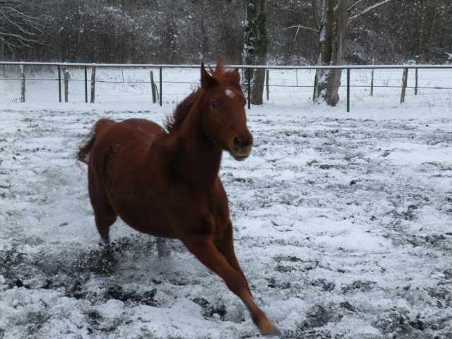 CONCOURS PHOTOS: Les chevaux s'amusent...Venez voter ! Dscn2312