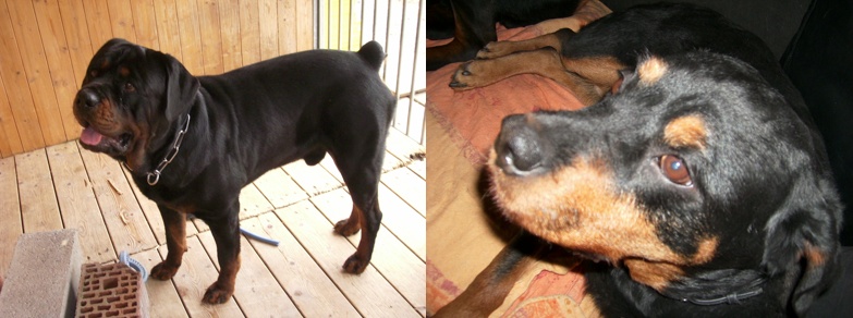 CHINA - Femelle rottweiler LOF 2 ans - cat 2 CM (Narbonne) Brutus10