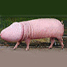 Un autre avatar pour Tiboul lolll Pig11