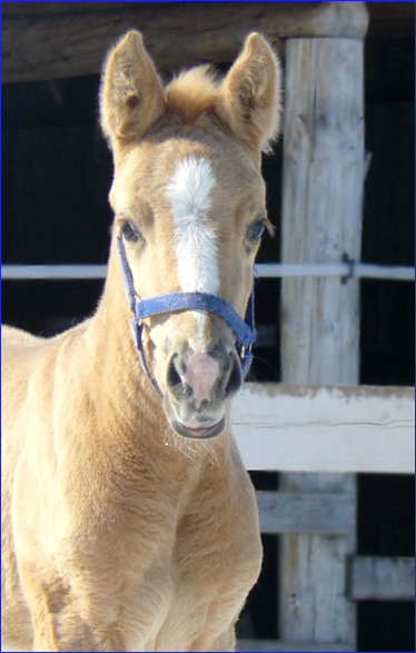 présentation des tous les chevaux/poneys de l'écurie Favrie10