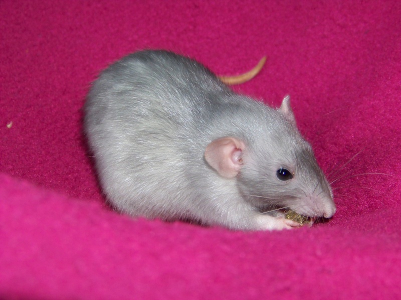 Rats d'Anveena ( Les 7 Fifilles ) Photo_13
