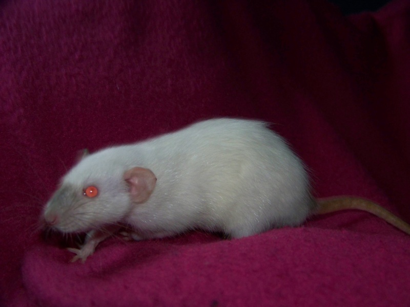 Rats d'Anveena ( Les 7 Fifilles ) Photo_16