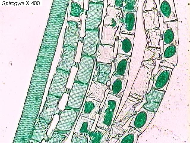 Спирогира половое