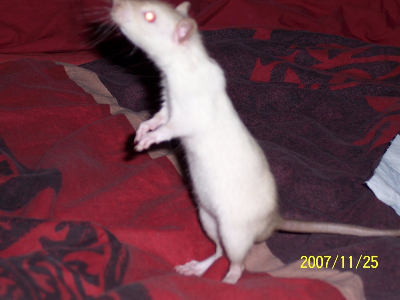 Mes Rats!!!!!!!Ma joie!!!!! Kouino11