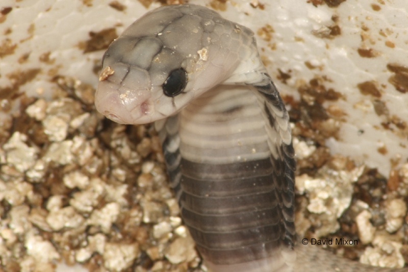 Pakistan Black (Naja naja) eggs hatched this morning Pakist16