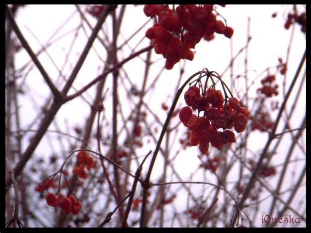 Dbuts en photographie - iOneska Fleurs12