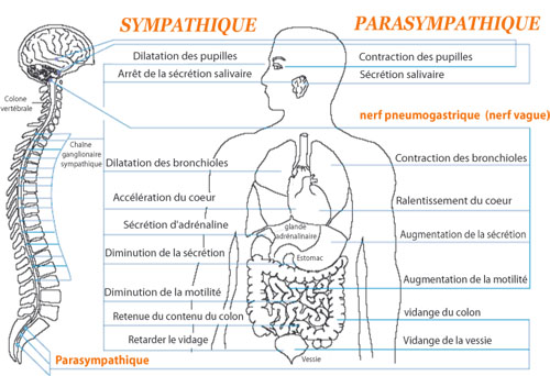 Les relations entre le cerveau et le coeur Fondem10