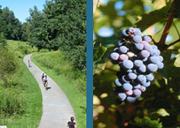 Bike Ride through the Country w/Optional Wine Tasting 6-6a10