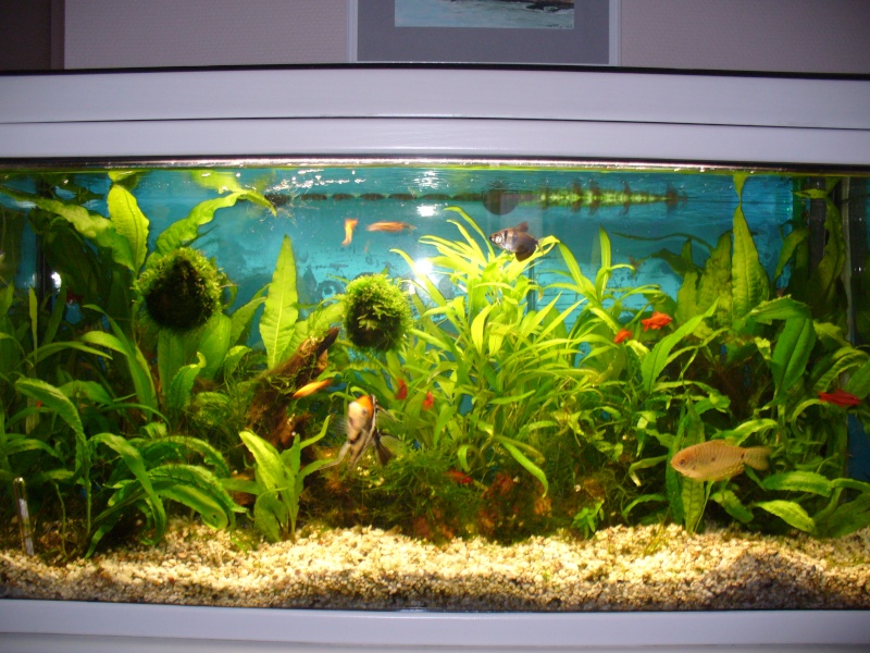 Tutoriel d'un aquarium P1030711