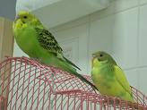 Promotion of the month(February)-Tame Budgie (Sold) 28506010