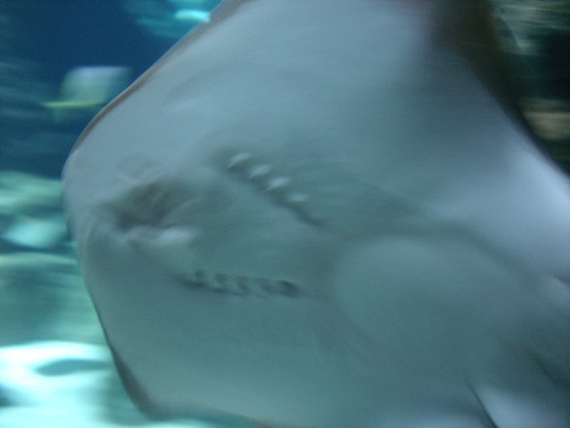 [Visite] Paris - Aquarium du Trocadéro Dsc06712