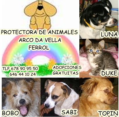 GALICIA-protectora "Arco da vella" Ferrol una ayudita difundir sus animales‏ 131