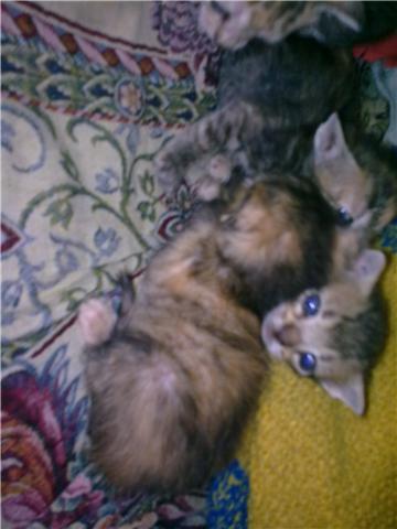 -ADOPTADOS- 8 gatitos atigrados de 1 mes. Barakaldo (VIZCAYA), adopción o acogida URGENTE 613