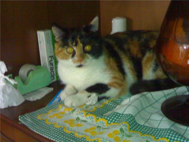 Adoptada -- SUSI preciosa gatita tricolor de AÑO Y POCO.BARAKALDO.VIZCAYA Susi10