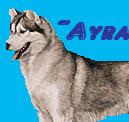 Avatars and Signitures Ayraav10