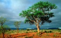 ألبوم صور طبيعية Africa10