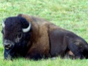 ألبوم صور حيوانات Buffal10