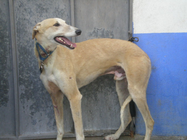 Galgos France, besoin urgent de FA Bingo111