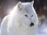 les plus belles photos de loups 5715210