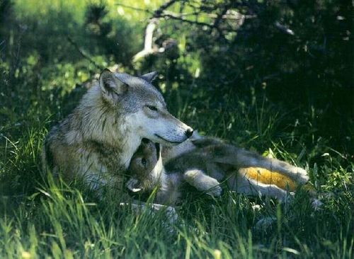 les plus belles photos de loups 6a00d810