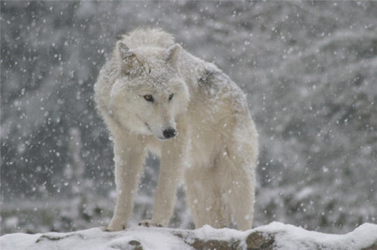 les plus belles photos de loups Loup10