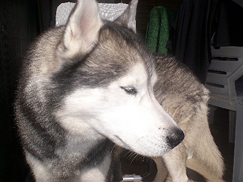 Ouro male husky de 11ans asso eden vallee DECEDE Cimg3513