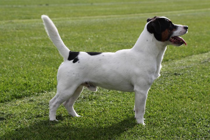 russell - Jack Russell da sogno - Pagina 9 19745710